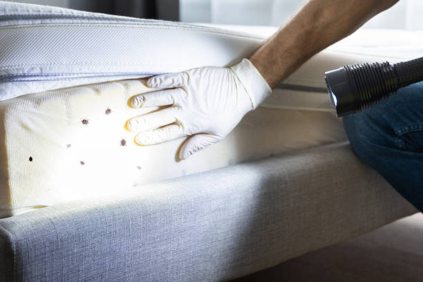 Best Local Pest Control Services  in La Crescenta Montrose, CA